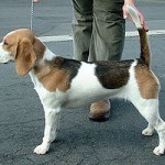 rase de caini: beagle
