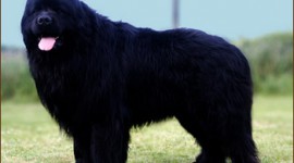 Canisa Grandiouse Black Dog