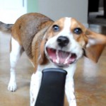 beagle vs pompa de aer vieo