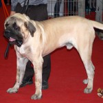 Euro Dog Show Romania