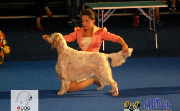 Euro Dog Show 2012 – ziua II