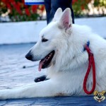 Euro Dog Show Romania