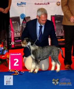 Schnauzer European Dog Show 2012 Best Puppy of the Day