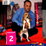 Beagle Best Puppy of the Day Euro Dog Show 2012 Romania