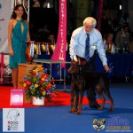 Doberman Best Puppy of the Day Euro Dog Show 2012 Romania