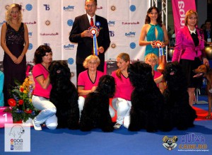 Black Russian Terrier Euro Dog Show 2012 Romania