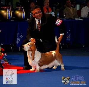 Basset Hound Euro Dog Show 2012 Romania