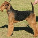 airedale terrier adult