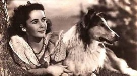 Liz Taylor: O legenda si cainii din viata ei