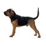 Bloodhound adult
