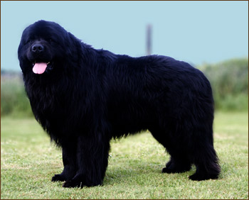 Canisa Grandiouse Black Dog
