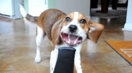 Beagle vs. pompa de aer