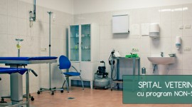 Marcovet – spital veterinar Bucuresti