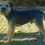 Rase de caini: Border Terrier