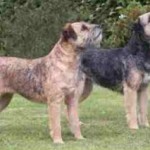 Rase de caini: Border Terrier