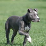 Rase de caini: American Pit Bull Terrier
