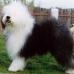 Rase de caini: Bobtail (Old English Sheepdog)