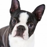 Rase de caini: Boston Terrier