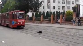 Caine vs. tramvai – video amuzant caini